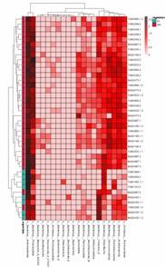 Circos diagram depicting the distribution of resistance genes.